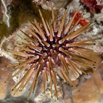 Echinoidea
