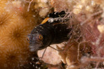 Blenniiformes