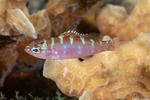 Serranus