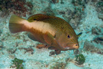 Epinephelinae