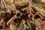 Hydrozoa