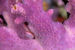 Pedicularia