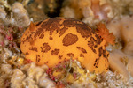 Peltodoris