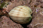 Mollusca