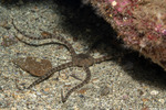 Brittle Stars
