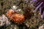 Sea Cucumbers