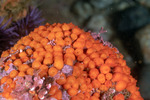 Tunicates