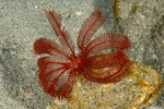 Echinodermata