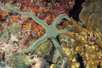Brittle Stars