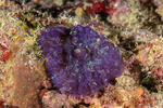 Corallimorphs