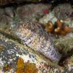 Blenniiformes