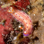 Nudibranchia