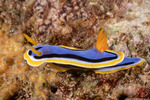 Nudibranchia