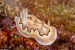 Goniobranchus