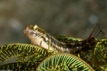 Blenniinae