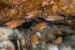 Cardinalfishes