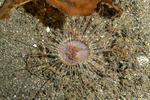 Anthozoa