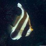Butterflyfishes