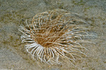 Ceriantharia