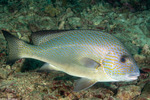 Plectorhinchinae