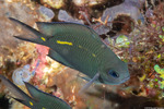 Acanthochromis