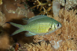 Chromis