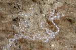 Brittle Stars