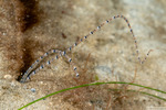 Spionidae