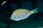 Surgeonfishes and Tangs