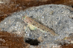 Gobies