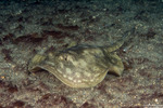 Urobatis
