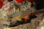 Cardinalfishes