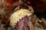 Nudibranchs