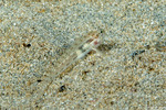 Gobies