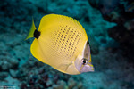 Butterflyfishes