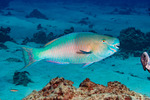 Parrotfishes