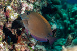 Acanthurus