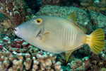 Filefishes