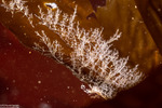 Cnidarians