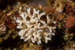 Bryozoa