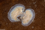 Cheilostomatida