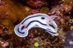 Chromodoris