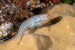 Blenniidae