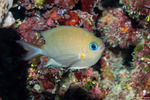 Chromis