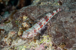 Synodontinae