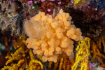 Porifera