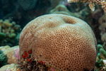 Stony Corals