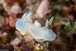 Glossodoris