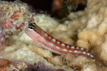 Blenniiformes
