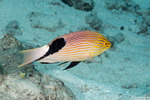 Bodianus